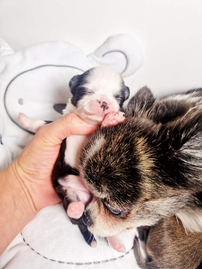 Publication : Des Minis Bombes Auteur : Noëllie