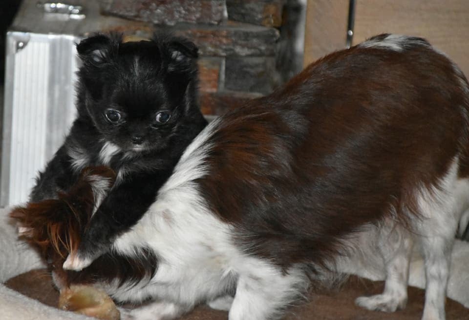 Publication : Des Minis Bombes Auteur : Laurence