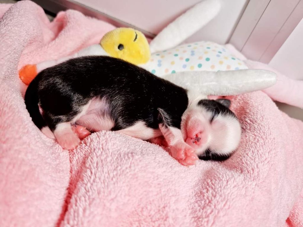 Publication : Des Minis Bombes Auteur : Noëllie