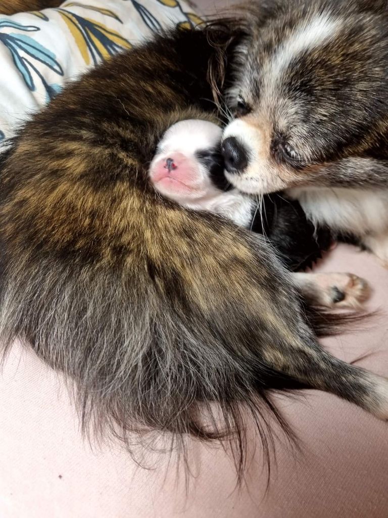 Publication : Des Minis Bombes Auteur : Noëllie