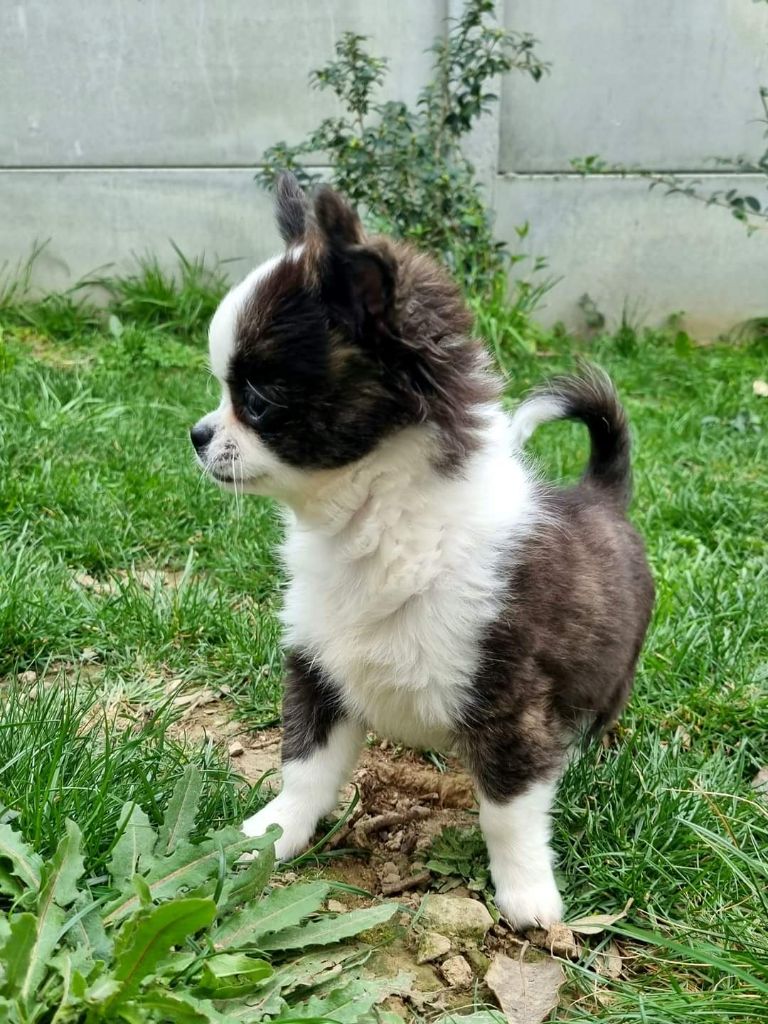 Publication : Des Minis Bombes Auteur : Noëllie