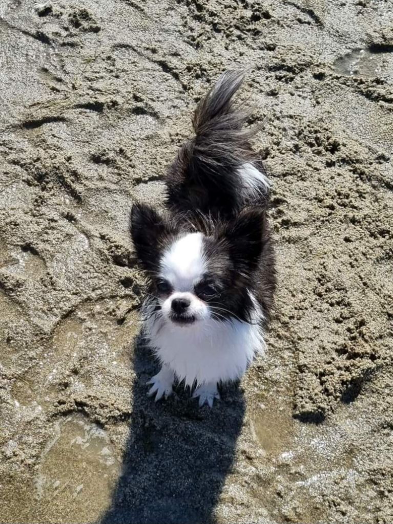 Publication : Des Minis Bombes Auteur : Noëllie