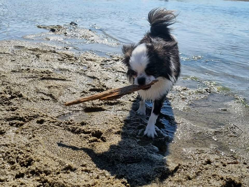 Publication : Des Minis Bombes Auteur : Noëllie