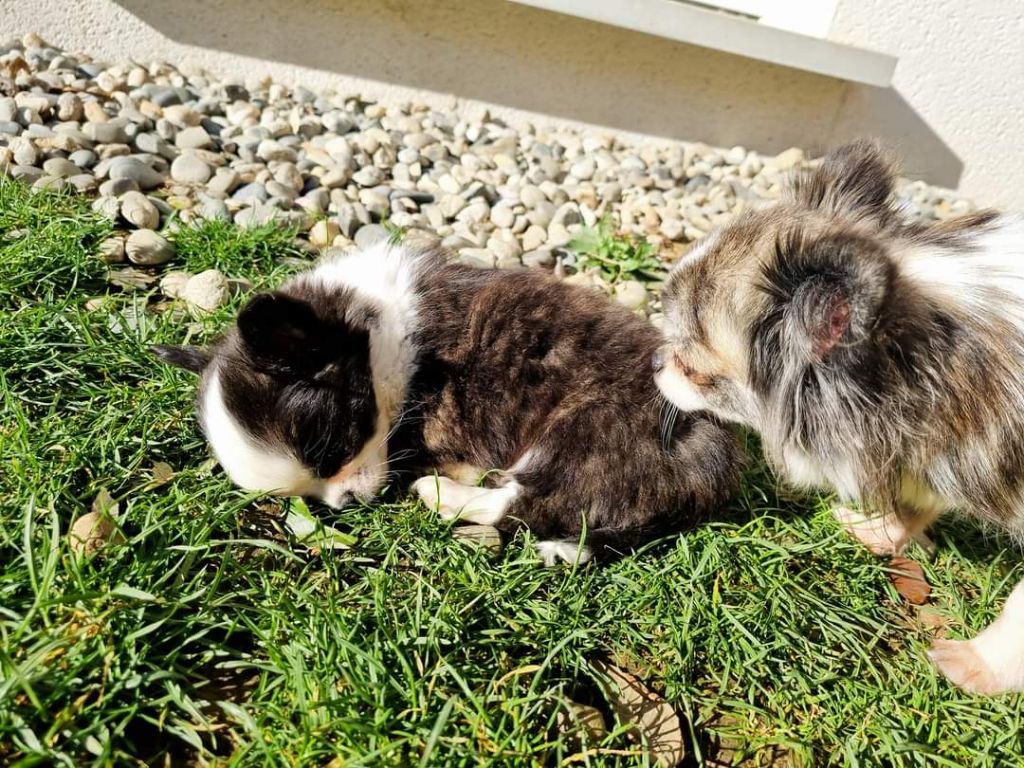 Publication : Des Minis Bombes Auteur : Noëllie