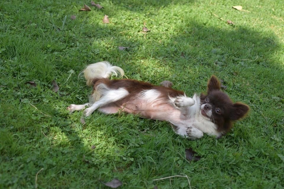 Publication : Des Minis Bombes Auteur : Laurence