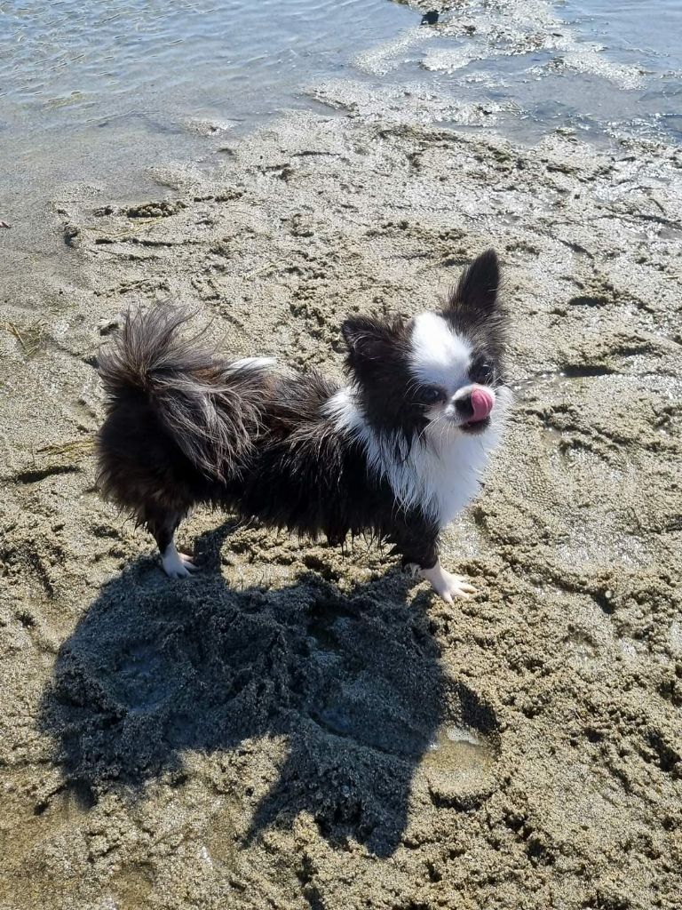 Publication : Des Minis Bombes Auteur : Noëllie