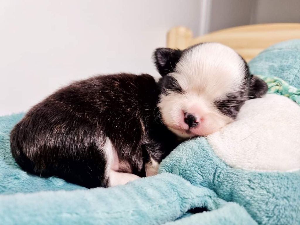 Publication : Des Minis Bombes Auteur : Noëllie