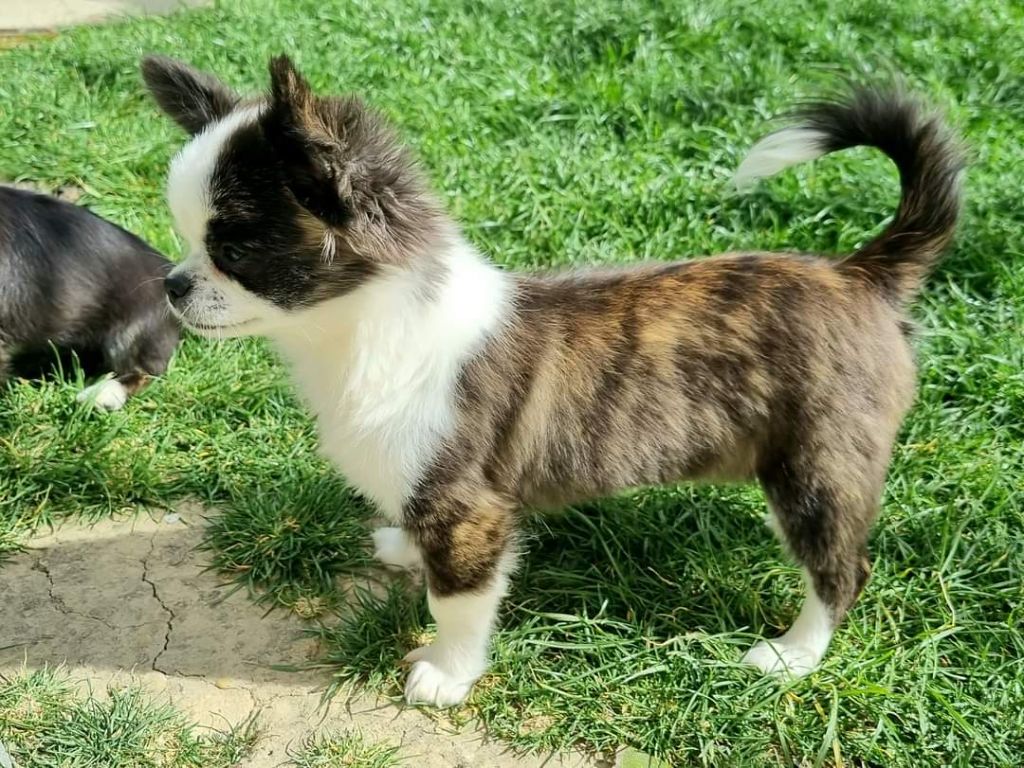 Publication : Des Minis Bombes Auteur : Noëllie