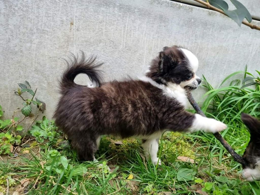 Publication : Des Minis Bombes Auteur : Noëllie