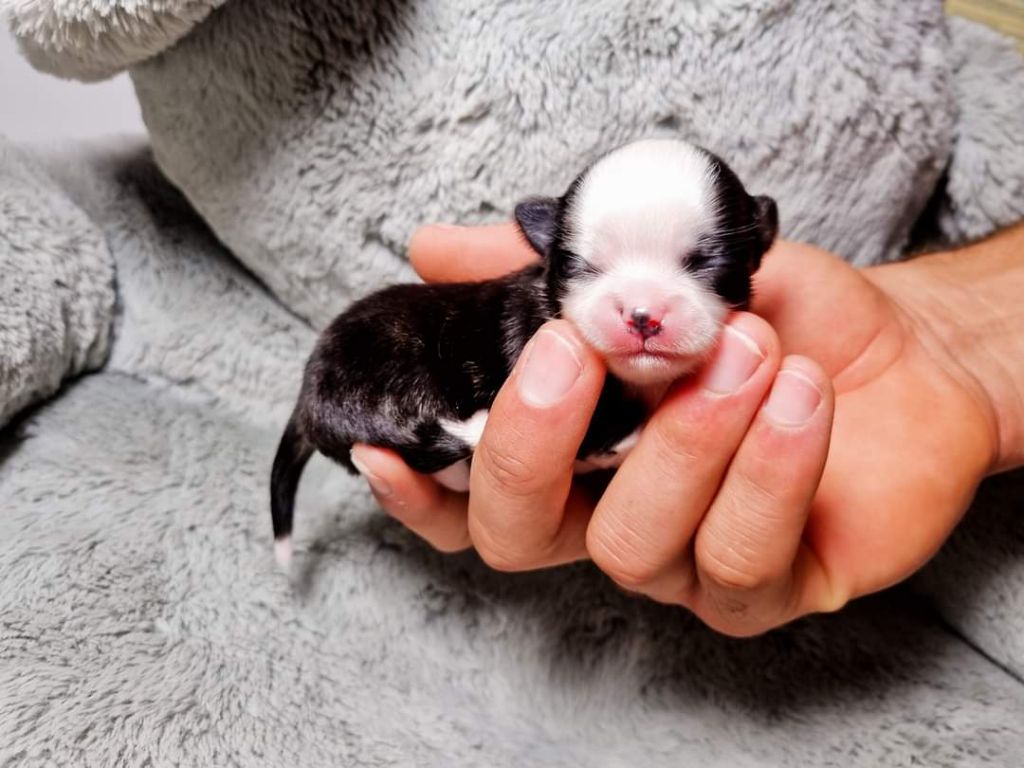 Publication : Des Minis Bombes Auteur : Noëllie