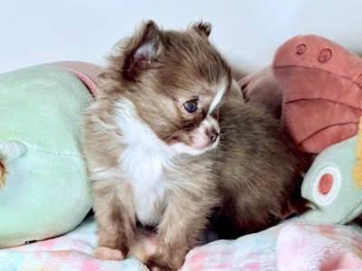 Les chiots de Chihuahua