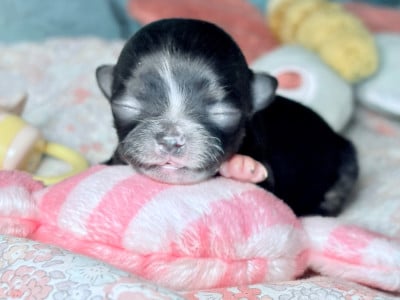 Les chiots de Chihuahua