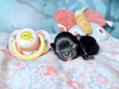 Les chiots de Chihuahua