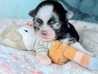 Les chiots de Chihuahua