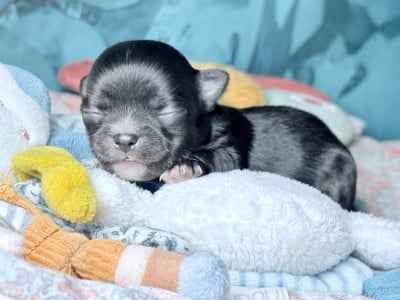 Les chiots de Chihuahua