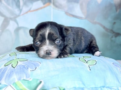 Les chiots de Chihuahua