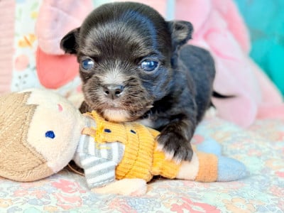 Les chiots de Chihuahua