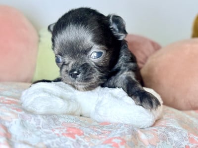 Les chiots de Chihuahua