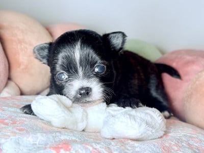 Les chiots de Chihuahua