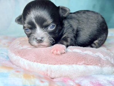 Les chiots de Chihuahua