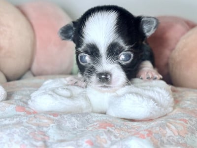 Les chiots de Chihuahua