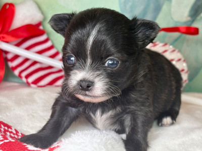 Les chiots de Chihuahua