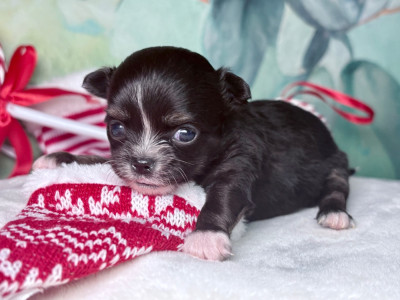 Les chiots de Chihuahua