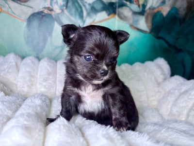 Les chiots de Chihuahua