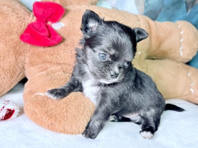 Les chiots de Chihuahua