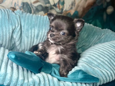 Les chiots de Chihuahua