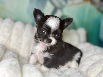 Les chiots de Chihuahua