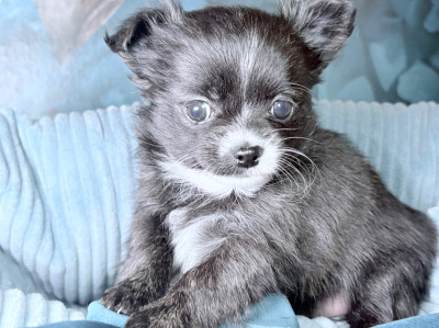 Les chiots de Chihuahua