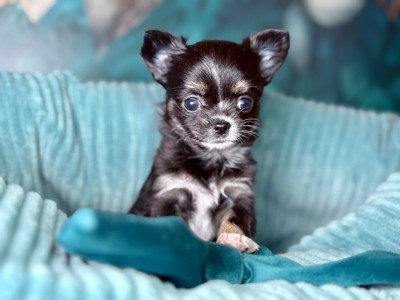 Les chiots de Chihuahua