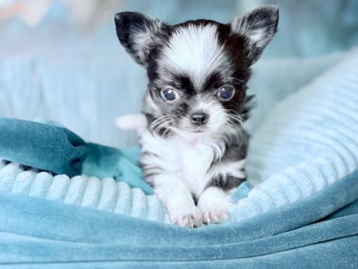 Les chiots de Chihuahua