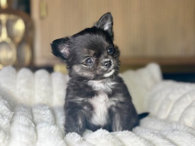 Les chiots de Chihuahua