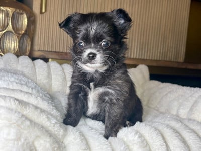 Les chiots de Chihuahua