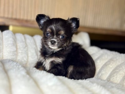 Les chiots de Chihuahua