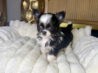 Les chiots de Chihuahua