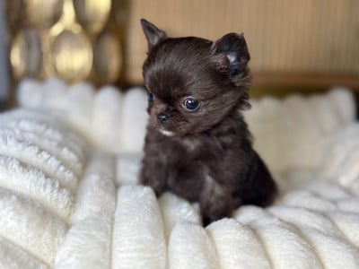 Les chiots de Chihuahua