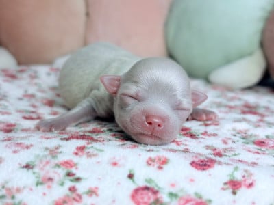 Les chiots de Chihuahua