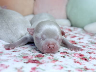 Les chiots de Chihuahua