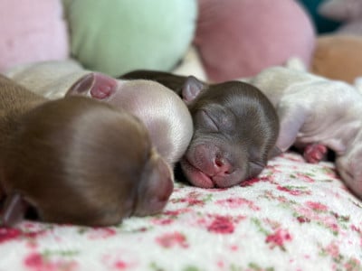 Les chiots de Chihuahua