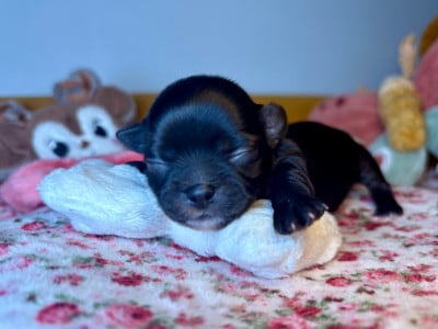 Les chiots de Chihuahua