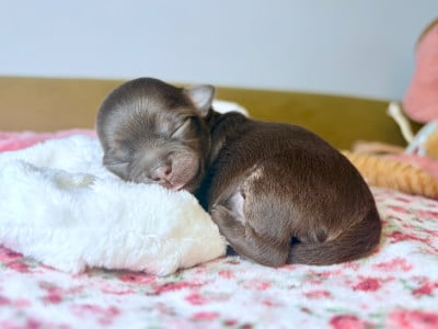 Les chiots de Chihuahua