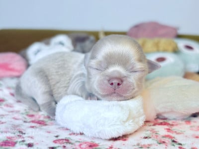 Les chiots de Chihuahua