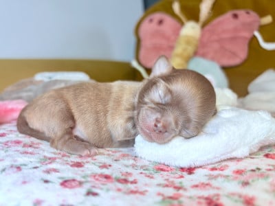 Les chiots de Chihuahua