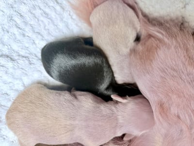 Les chiots de Chihuahua