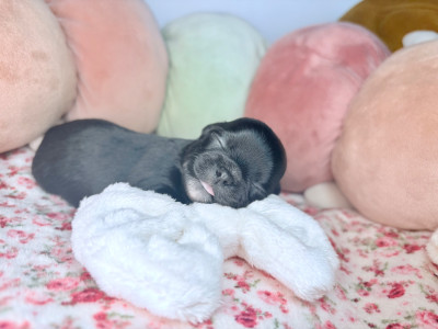 Les chiots de Chihuahua