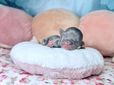 Les chiots de Chihuahua