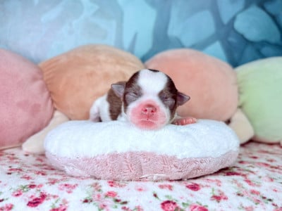 Les chiots de Chihuahua